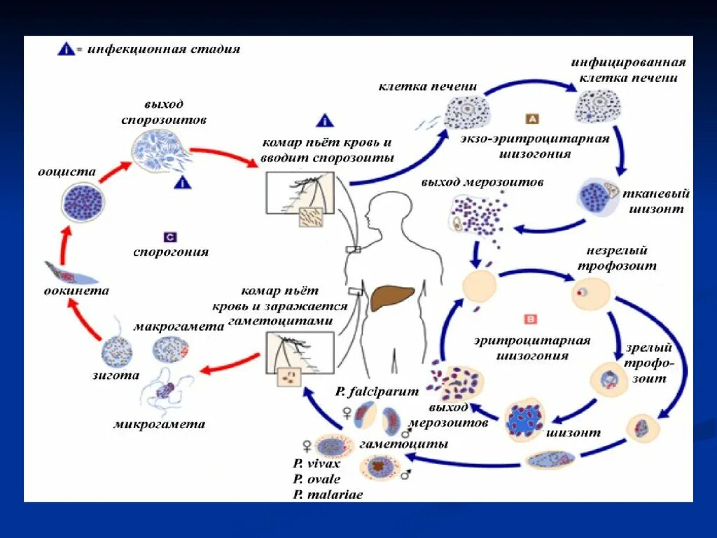Малярийный плазмодий в кишечнике. Стадии жизненного цикла малярийного плазмодия. Цикл развития малярийного плазмодия. Цикл развития малярии схема. Цикл развития малярийного плазмодия схема.