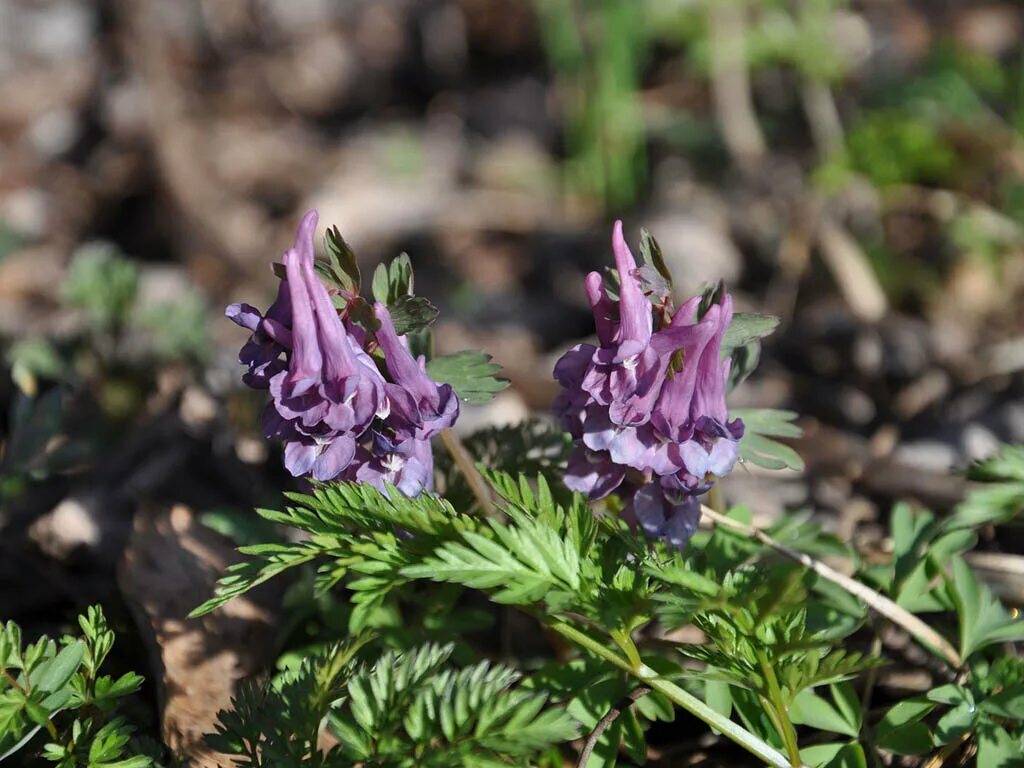 Хохлатка плотная. Хохлатка Пурпл бёрд. Хохлатка Corydalis buschii. Хохлатка полевые цветы. Хохлатка Солида Трансильвания Сиктус.