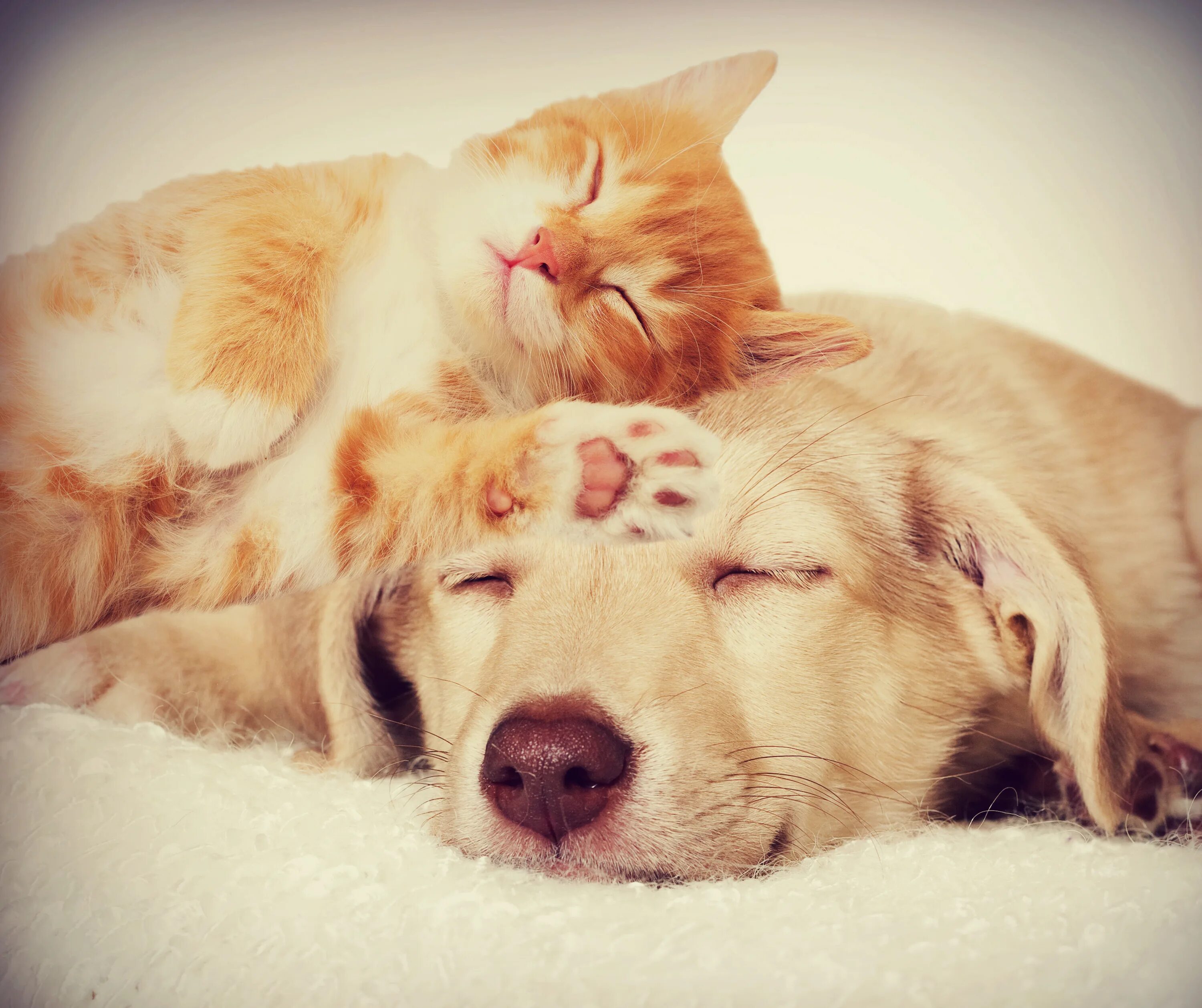 Кот и собака спят вместе. Собака и кошка вместе. Кошка с собакой в обнимку. Коти соьака спчт вместе.