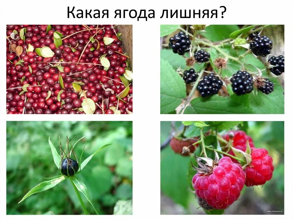 Ягодку найду