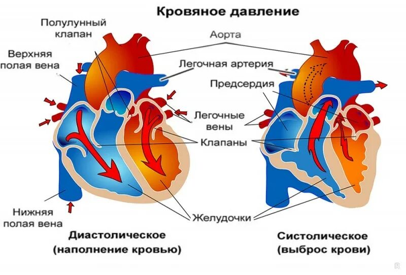 О чем говорят верхнее и нижнее. Давление в сосудах сердца. Верхнее и нижнее давление. Давление у человека верхнее и нижнее. Какое давление является сердечным верхнее или нижнее.