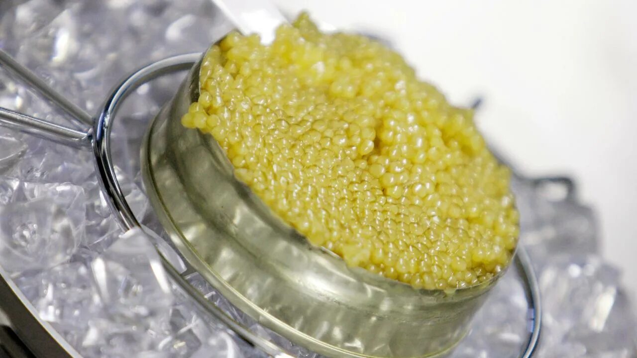 Самый дорогой икра какой рыбы. Икра альбиноса. caviar икра золотая. золотая икра осетра. икра осетра альбиноса.