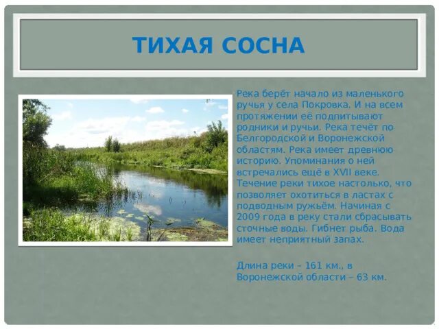 Исток реки Тихая сосна. Река Тихая сосна Покровка. Река Тихая сосна Белгородской области. Река Тихая сосна Воронежская.