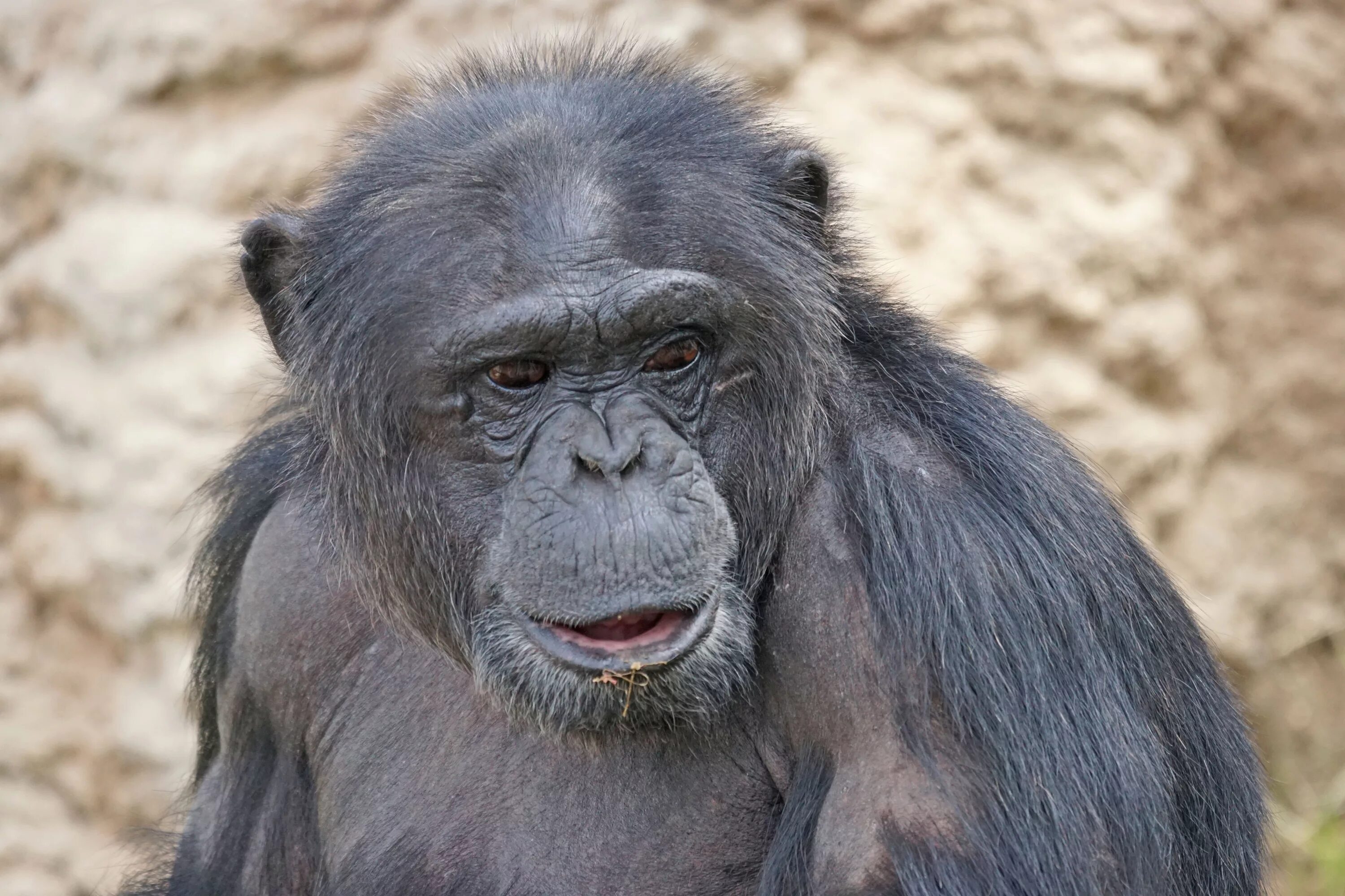 Бонобо обезьяна. Шимпанзе. Шимпанзе млекопитающее. Шимпанзе фото.