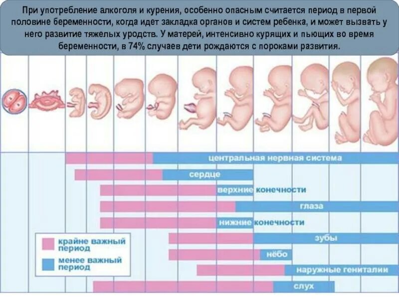 На каком сроке появляется плод. Формирование органов у плода по неделям таблица. схема развития плода по неделям. закладка органов плода по неделям. формирование плода в утробе по неделям.