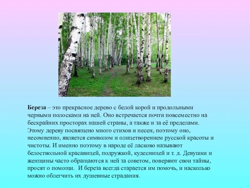 Описание березы. Белоствольная береза. Берёза информация о дереве. Береза белоствольная дерево. Что олицетворяет береза в стихотворении белая береза