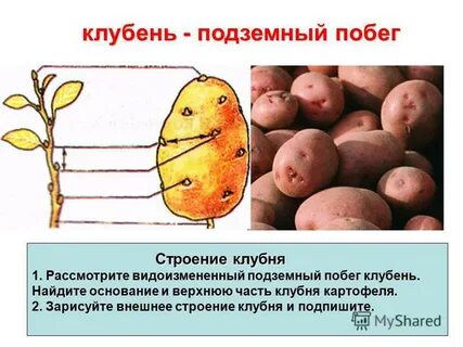 Клубень картофеля видоизмененный побег