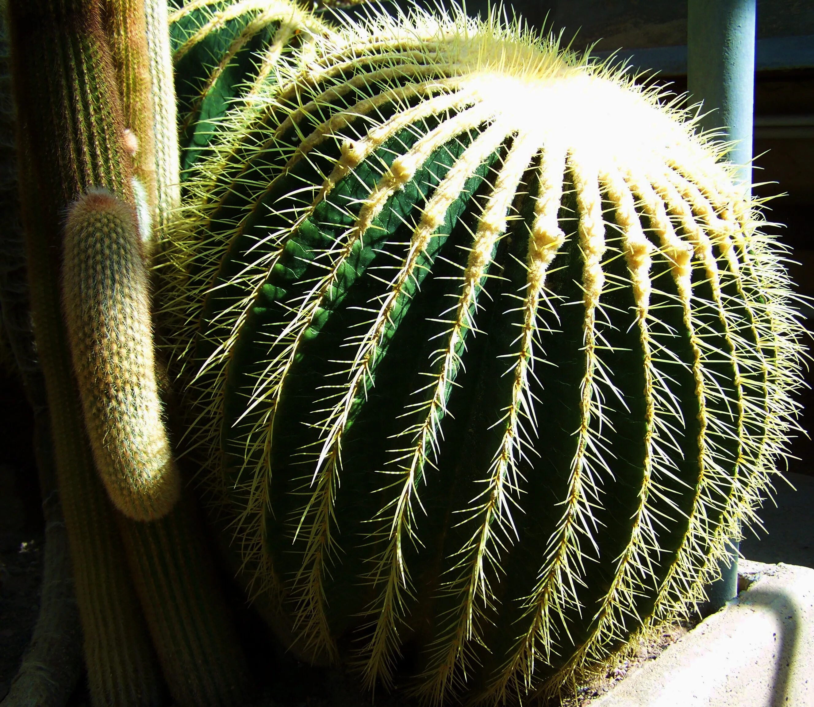 Mexican cactus. Кактус мексиканец цветок. Канкун кактусы. Кактус Boll. Опунция в Мексике.