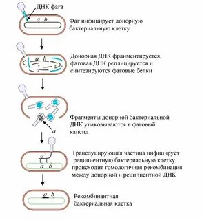 Наследственный материал бактерий представлен