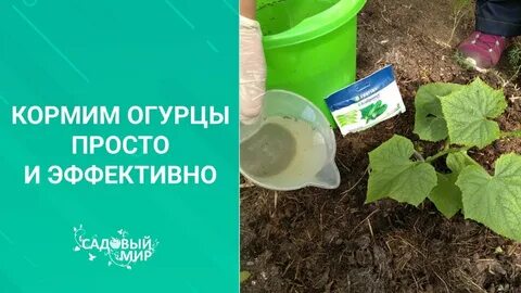 Огурец кормящим