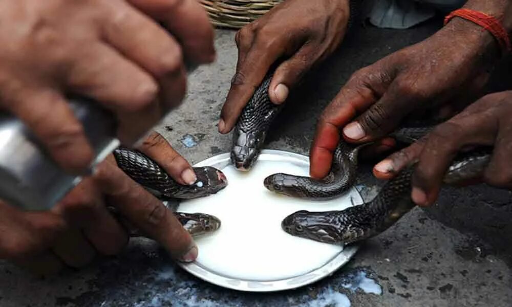 Индийский про змей. Праздник Nag Panchami в Индии. Нагапанчами Индия змеи. Индийские заклинатели змей. Нагапанчами. Праздник змей.