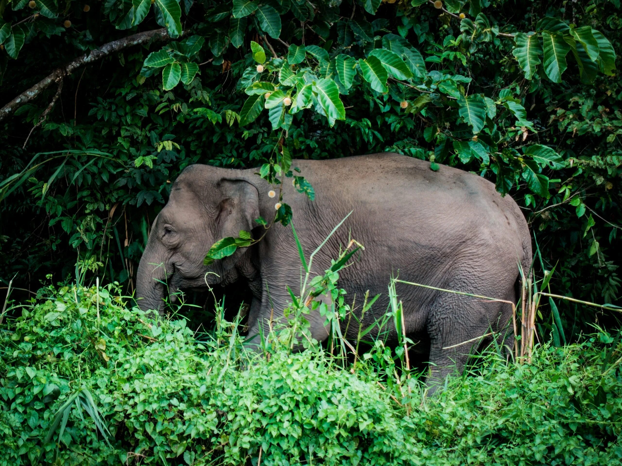 Пазл ravensburger джунгли (16610), 2000 дет. Книжка с наклейками джунгли. Мир джунглей. Мир джунглей. Мир джунглей.