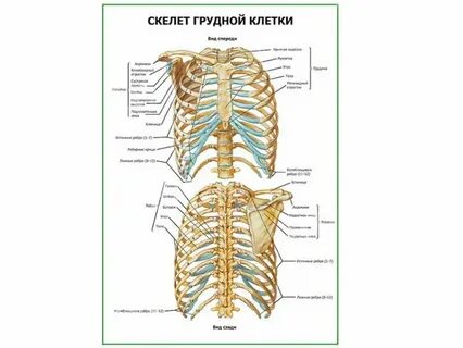 Грудная клетка какая система