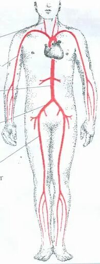 Аорты нижних конечностей. Синдром Лериша симптомы. Атеросклероз подвздошной артерии нижних конечностей. Синдром Лериша причины.