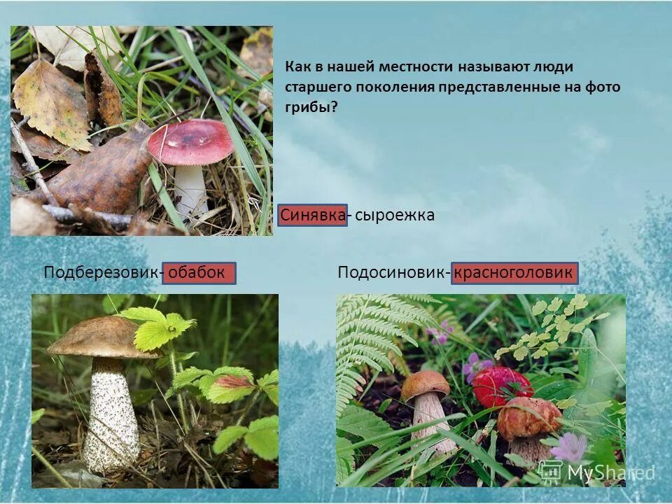 сколько живёт гриб мухомор и лисичка. роль подберёзовика. подберезовик строение и размножение. подберезовик 5 класс биология кратко. способы размножения подберезовик.