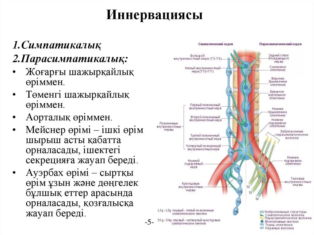 Большой и малый внутренностные нервы анатомия. Малый внутренностный нерв. Большого и малого внутренностных нервов. Вегетативные нервные сплетения.