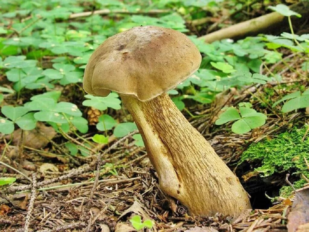 Желчный белый. Tylopilus felleus – желчный гриб. желчный гриб горчак. горчак, ложный белый гриб. ложный боровик, желчный гриб.