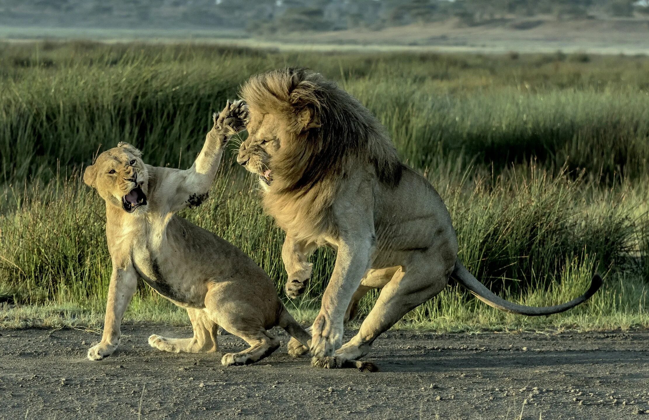Злой лев. Львица и львенок. Лев и львенок. Лапа львицы. Битый лев.