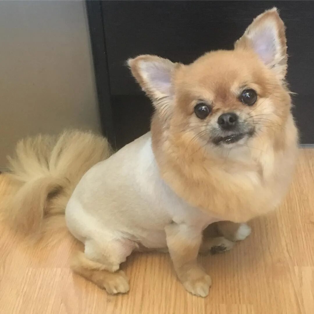 Груминг чихуахуа длинношерстных. Чихуахуа кобби длинношерстный. Гигиеническая стрижка чихуахуа длинношерстного. Стрижка чихуа длинношерстная. Как подстричь чихуахуа.