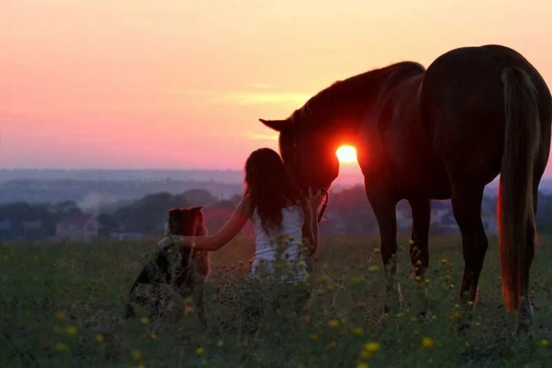 Обними зарю. Лошадь в поле. Лошади на закате. Девушка на лошади в поле.