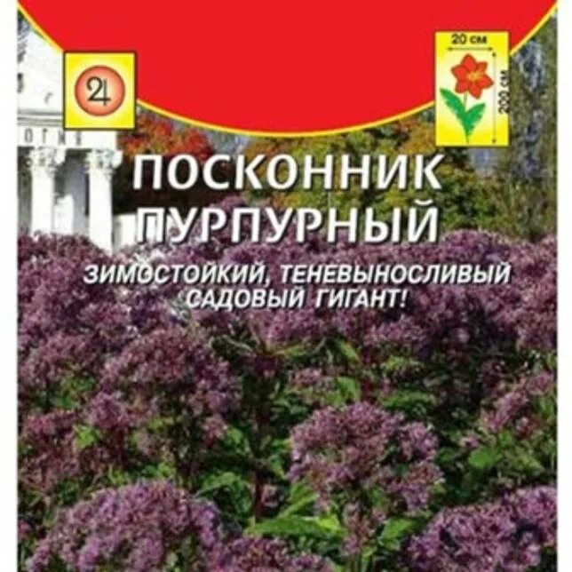 Цветок посконник семена. Посконник семена для посадки. Посконник Артро пурпурный. Семена посконника пурпурного. Посконник купить семена