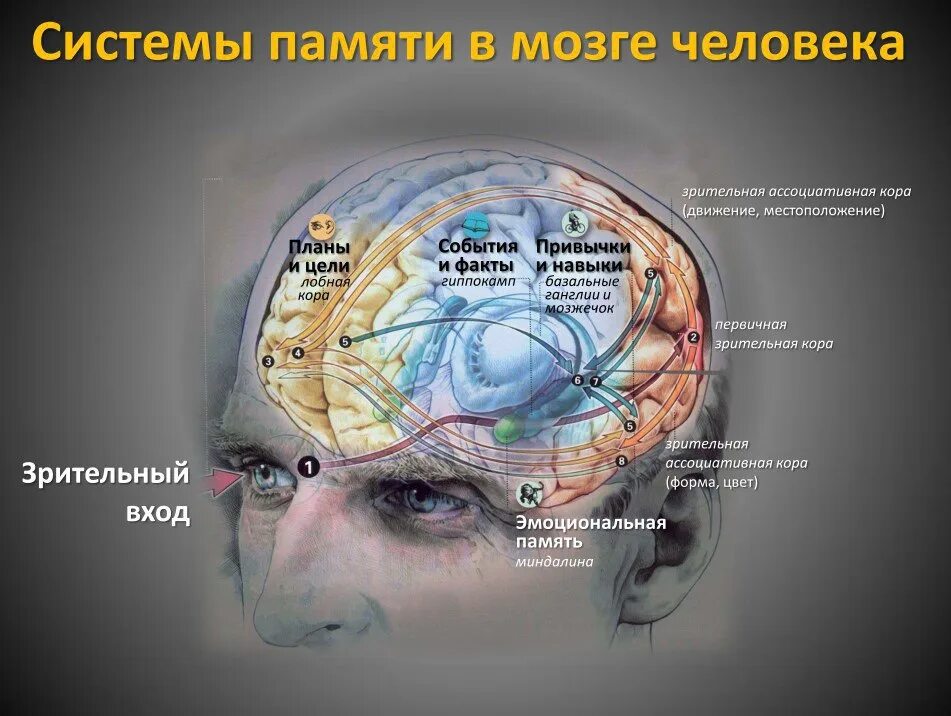 Где находится внимание. Мозг память. Области головного мозга. Зона памяти в головном мозге. Отдел мозга отвечающий за память.