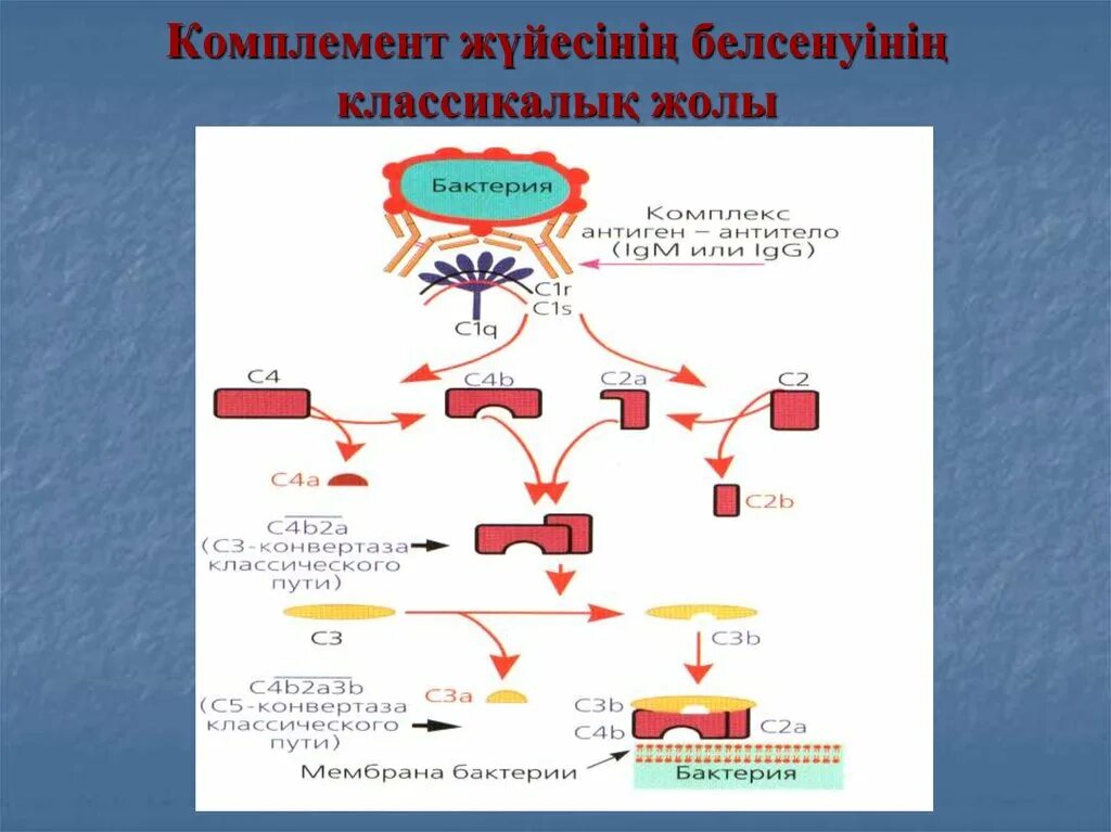 Цена комплемента. Система комплемента. Классический путь активации системы комплемента. С4 компонент комплемента. Белки классического пути комплемента.