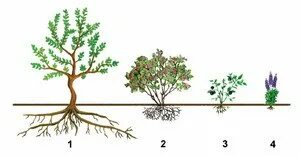 Каково строение кустарника. Строение куста. строение кустарника. строение кустарника схема для детей. строение кустарника для дошкольников.