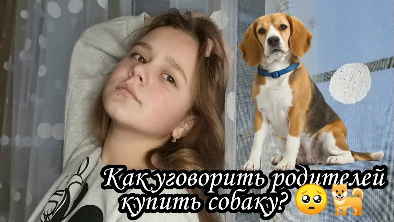 Как уговорить родителей ехать. Как уговорить родителей завести собаку.