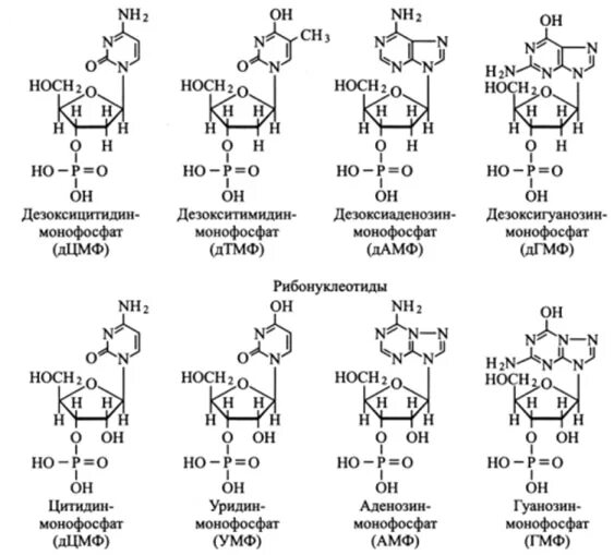 Формулы нуклеотидов. Формула нуклеотида РНК. Строение нуклеотида формула. ДГМФ структурная формула.