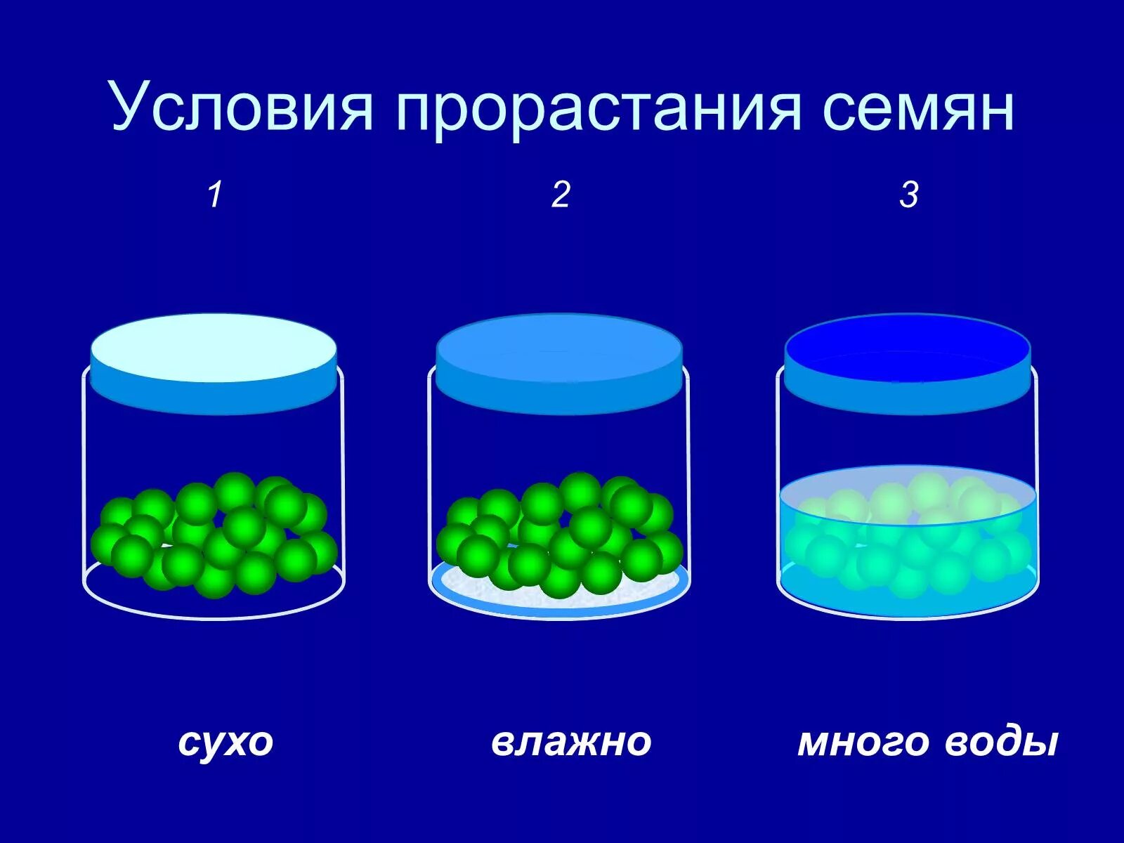 Какие условия необходимы для прорастания семян растений. Условия прорастания семян. Условия прорастания семян опыт. Условия для проращивания семян. Условия влияющие на прорастание семян.