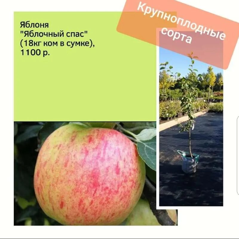 Яблоневый спас сорт яблони. Яблоня сорт яблочный спас. яблоня яблочный спас описание сорта. яблоня яблочный спас срок созревания. название яблок с картинками.