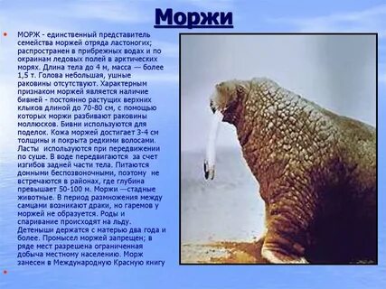 Сообщение о морже 4 класс окружающий мир
