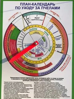 Срок развития матки