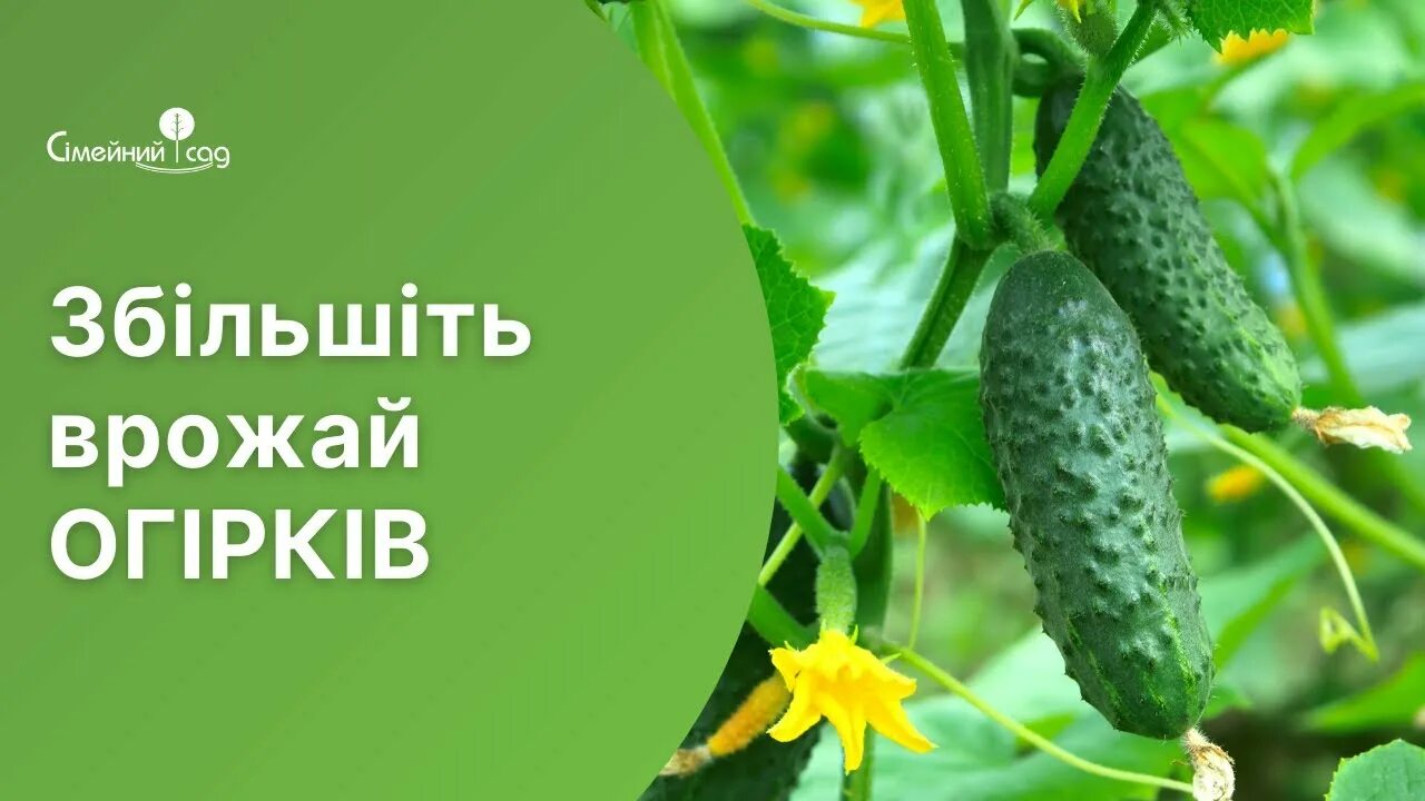 Холодостойкие сорта огурцов, которые завалят вас урожаем даже в плохую погоду! О