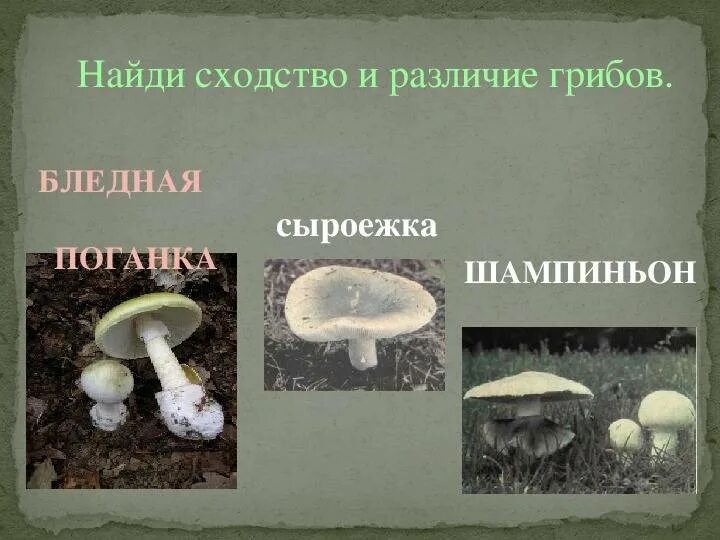 Бледная поганка и шампиньон. Бледная поганка и шампиньон сходс. Шампиньон и поганка. Сходство бледной поганки и шампиньона. Сходство и отличие грибов