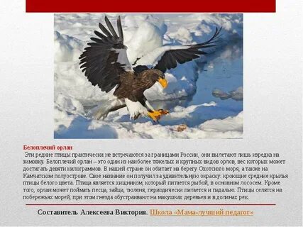 Книги проект орлан