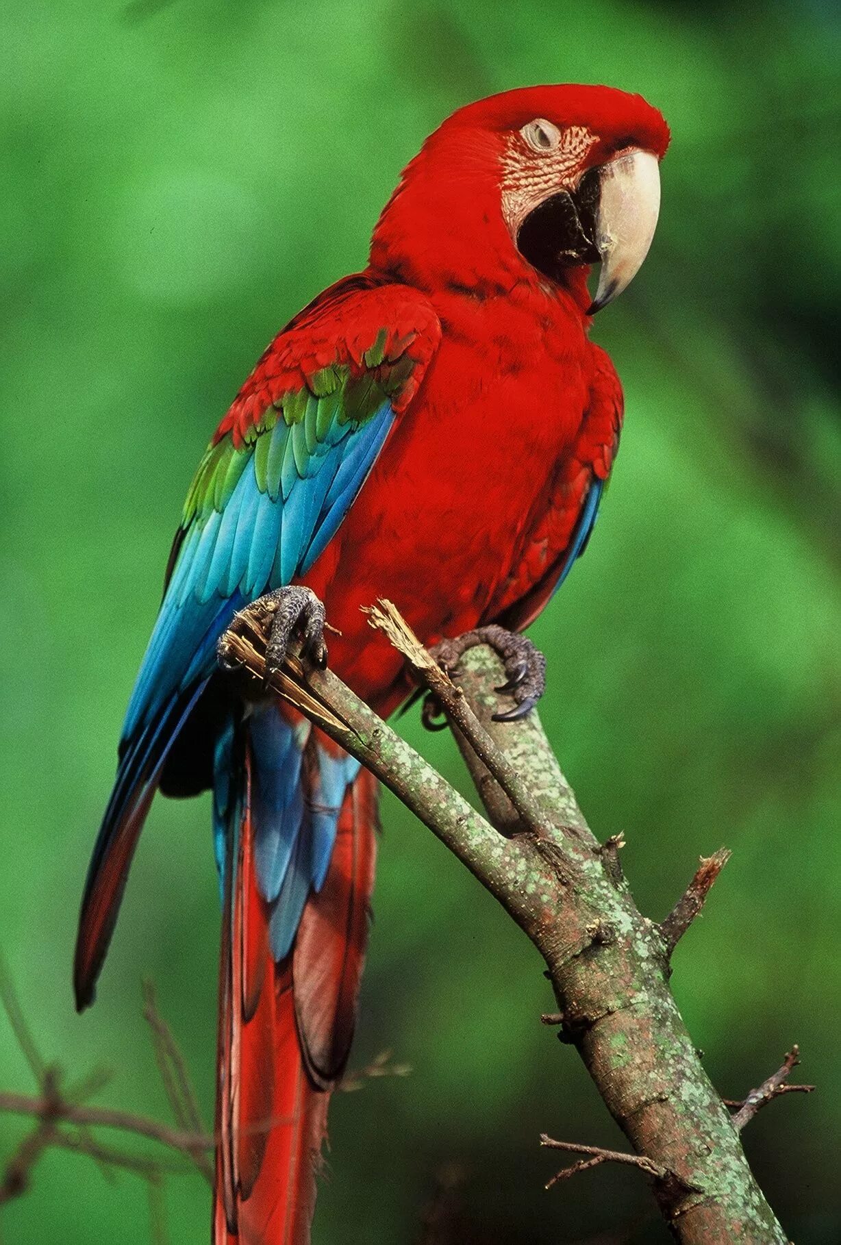 Red parrot