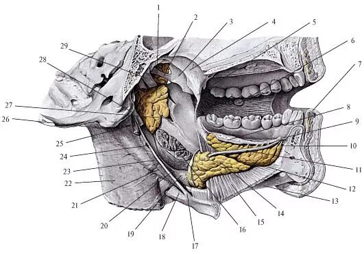 Подъязычное пространство топография. Подъязычная диафрагма анатомия. Подъязычный Желобок анатомия. Абсцесс челюстно-язычного желобка анатомия.