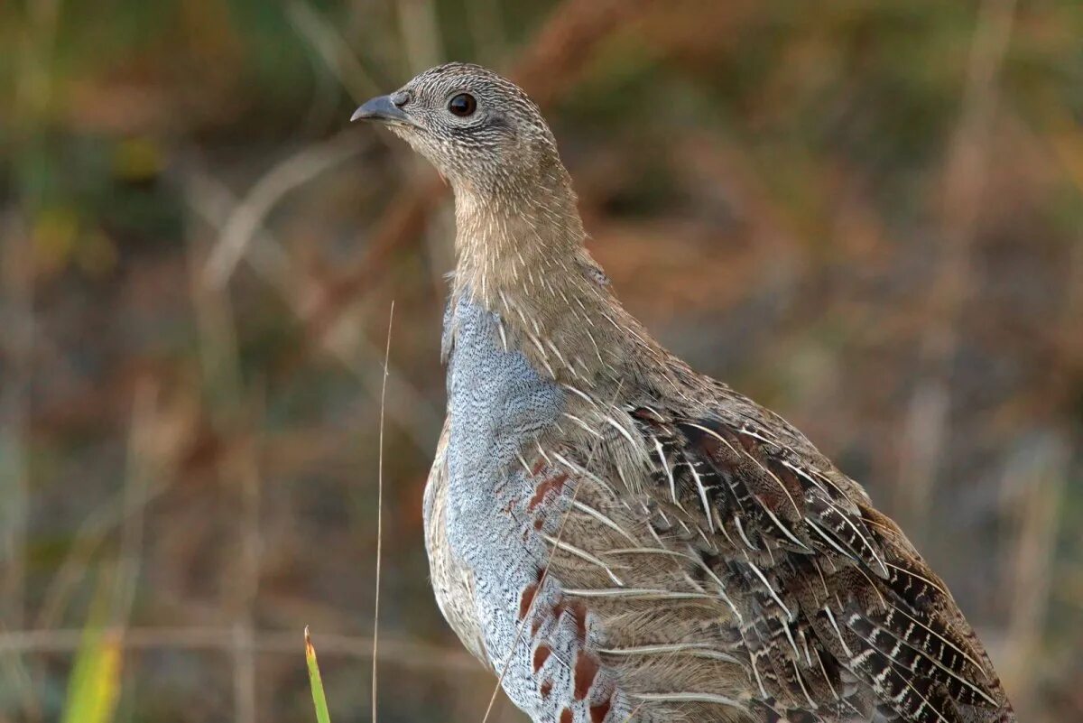 Серая куропатка (Perdix Perdix). Маньчжурская бородатая куропатка. Торлаа куропатка.