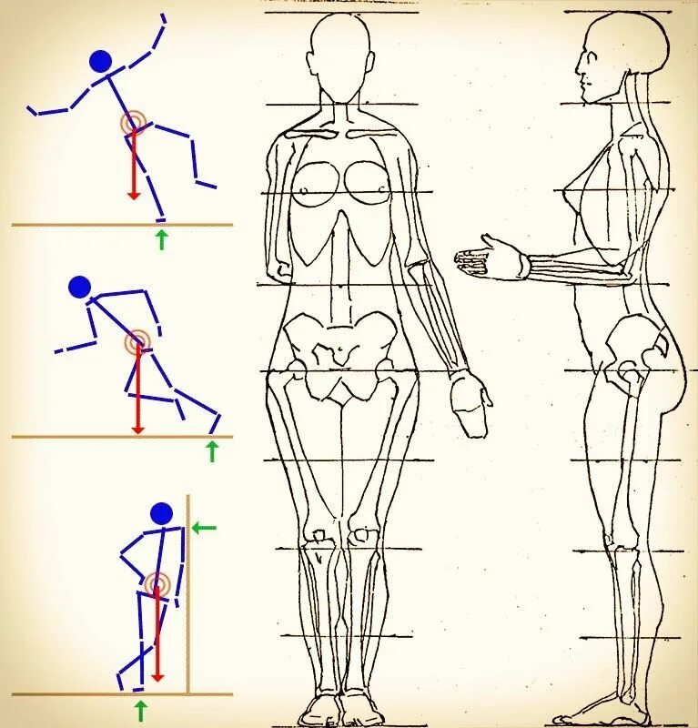 Схема человека. Пропорции человека в полный рост схема. Пропорции тела человека анатомия. Анатомия человека рисование пропорции тела. Пропорции фигуры человека для рисования.