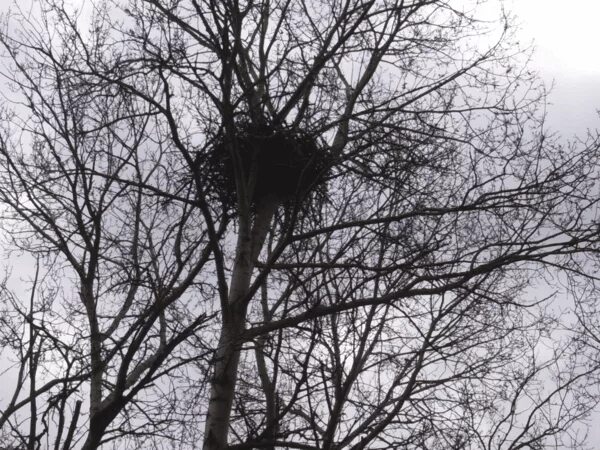 Воронье гнездо части речи. Вороньи гнезда на деревьях. Гнездо вороны. Гнезда ворон на деревьях. Гнездо сороки на дереве.