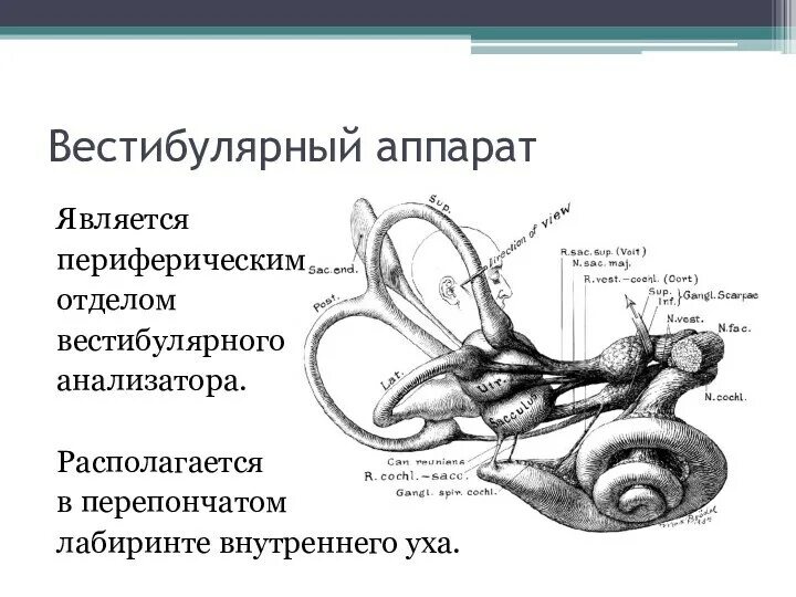 Вестибулярный аппарат расположен в ухе. Строение периферического отдела вестибулярного анализатора. Вестибулярный анализатор внутреннее ухо. Вестибулярный анализатор центральные и периферические отделы. Вестибулярная система строение.