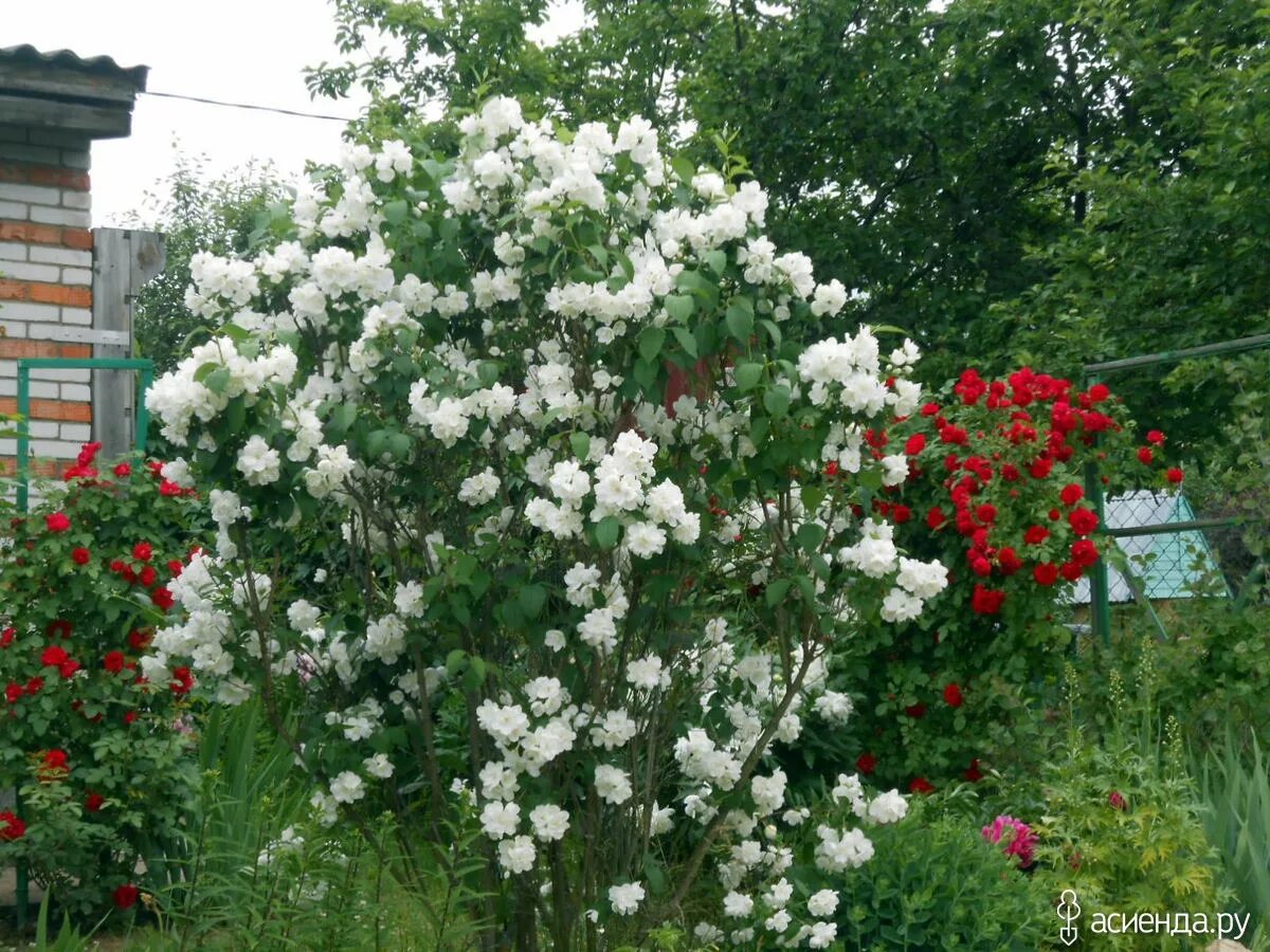 Чубушник махровый фото. Чубушник махровый куст.