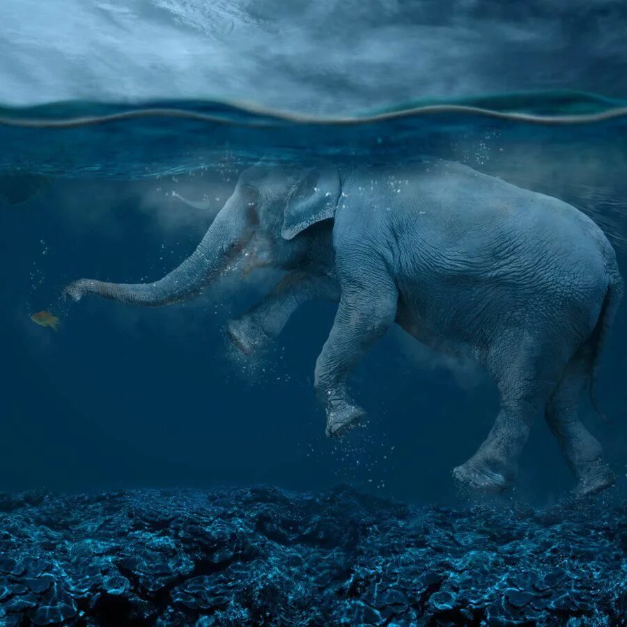 Слоны плавают. Слон плывет. Водяные слоны. Слоны в воде.