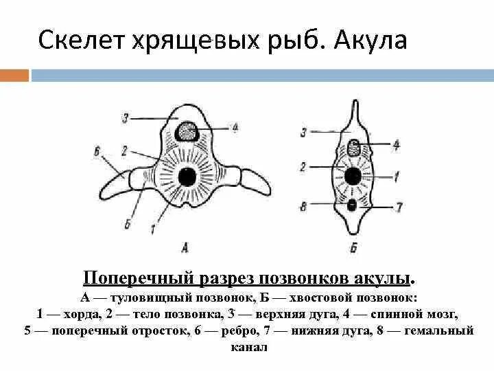 Туловищный отдел скелета. Осевой скелет хрящевых рыб. Фронтальный вид туловищного позвонка хрящевой рыбы. Строение позвонка костной рыбы. Строение скелета хрящевых рыб.