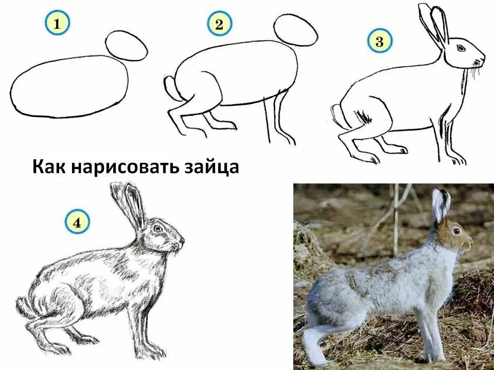 Как нарисовать стоящего зайца. Как нарисовать зайца. этапы рисования зайца. поэтапный рисунок зайца. пошаговое рисование зайца.