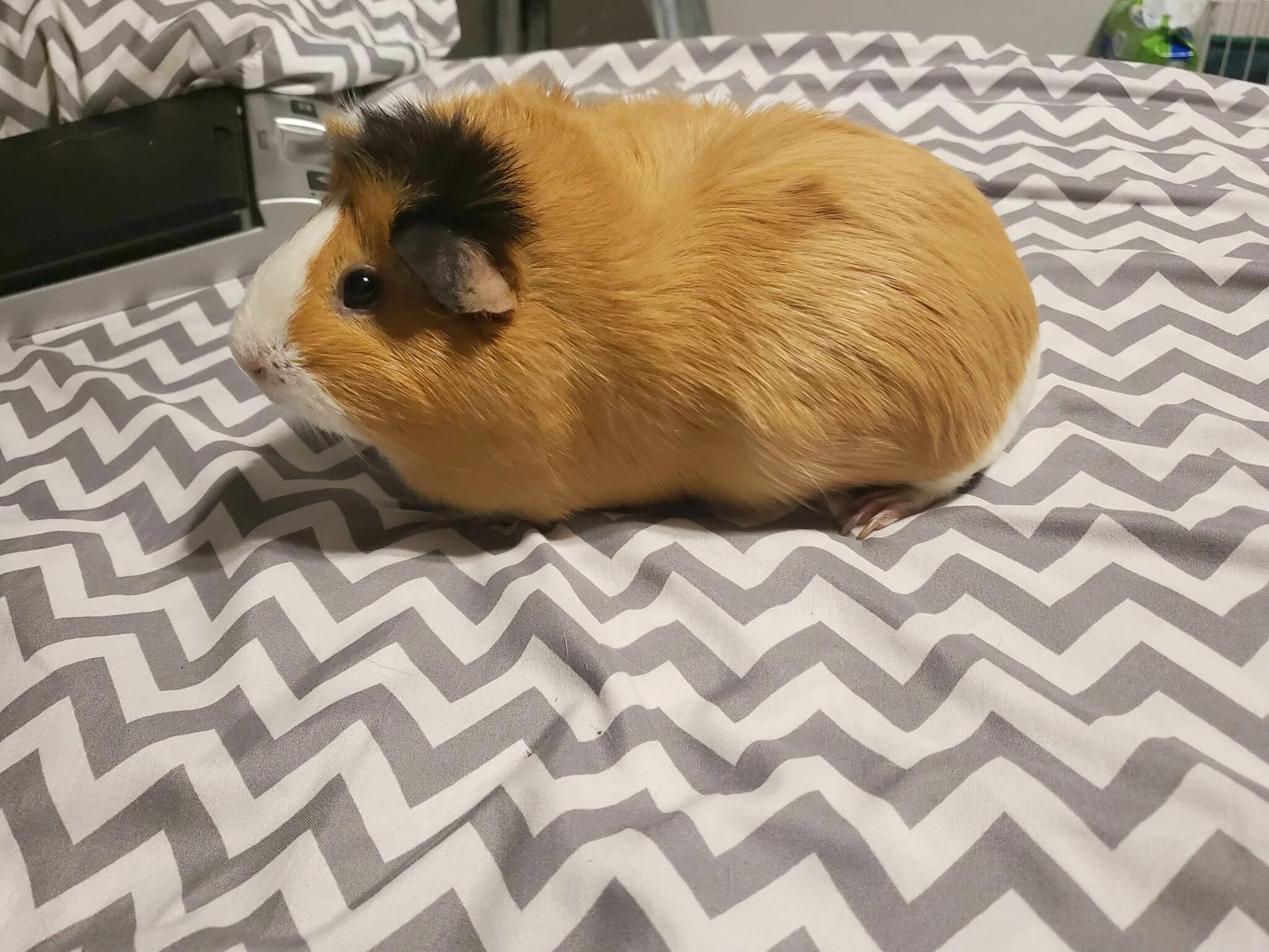 Что едят хомяки. Можно хомяку манго. Можно хомяку манго. Хомяк в опилках. Хомяк ест траву.