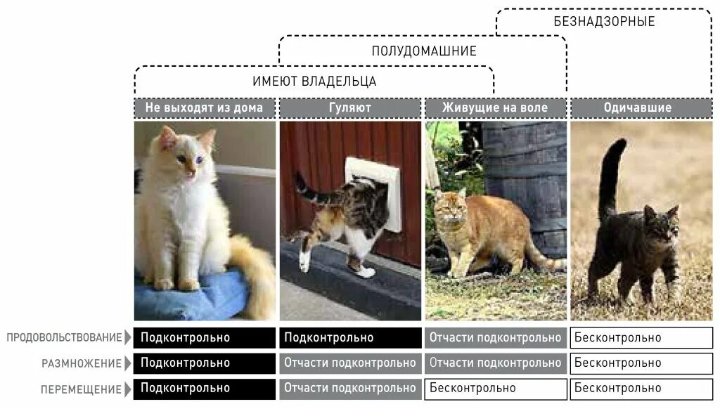 Как приучить кошку гулять