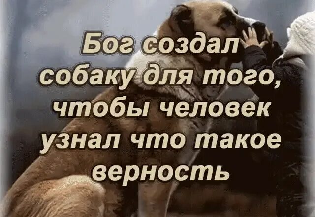 Про верность собак